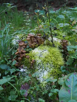 Vagevuurbos en Lippensgoed-Bulskampveld (België)